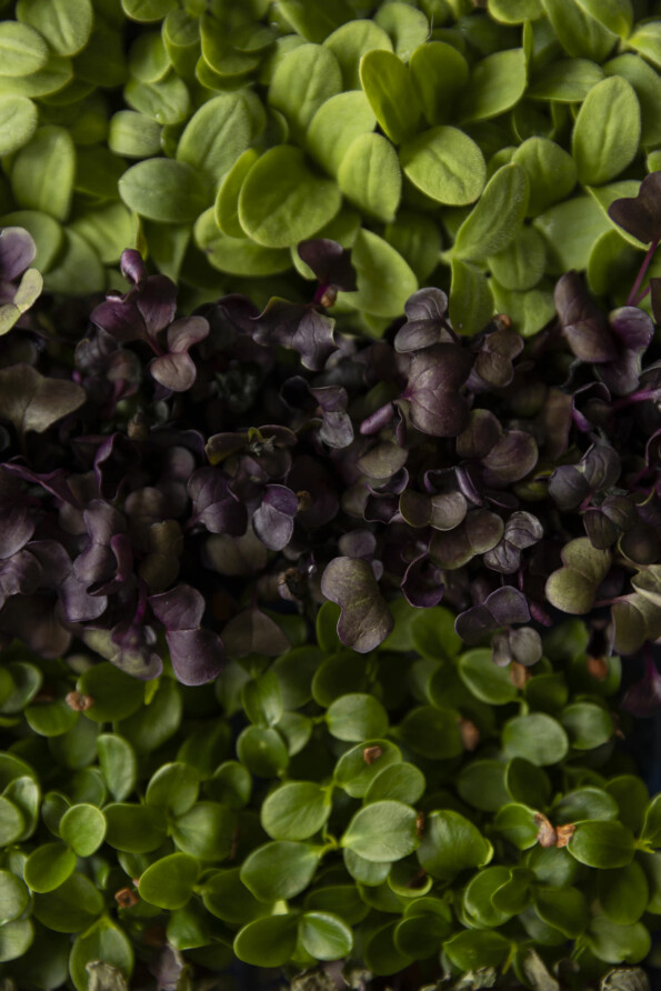 Gasthaus Hummel 090323 0380