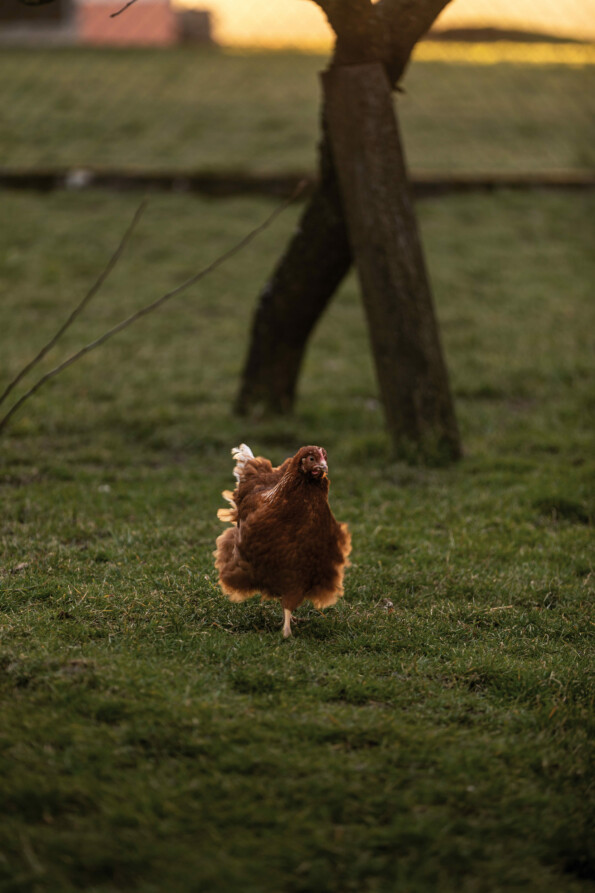 Gasthaus Hummel 090323 1373